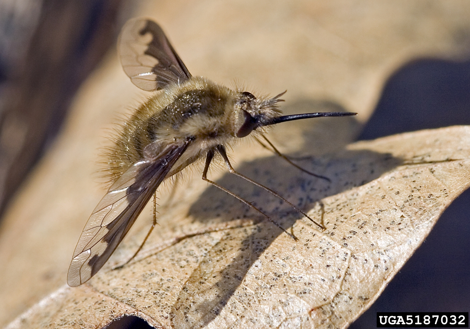 The greater bee fly